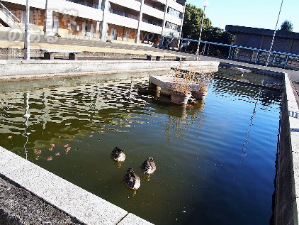 朝鮮大学校の人工池で繁殖したカルガモ